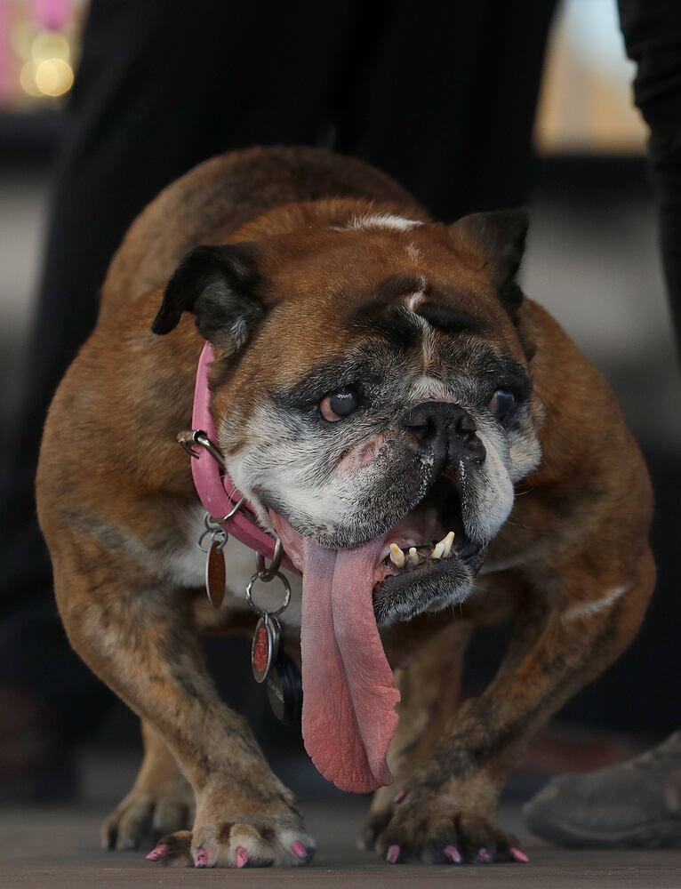 Photos: Zsa Zsa the English bulldog wins World's Ugliest Dog Contest