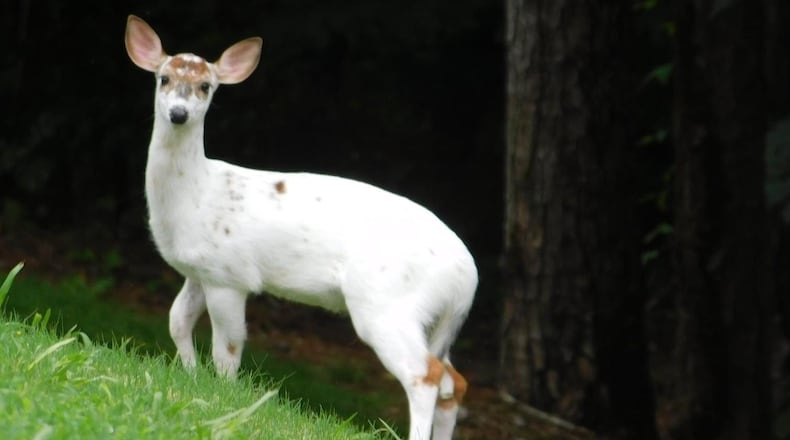 A young piebald deer that appears now and again in the neighborhood.
