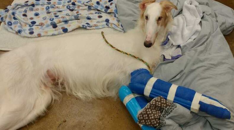 Dallas is expected to make a full recovery after having surgery to repair his broken front legs.