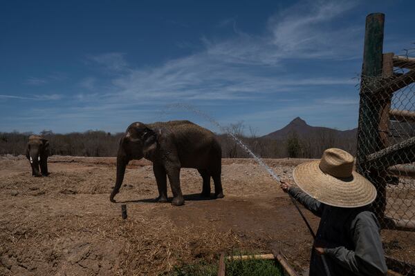 A staff member sprays an elephant with water at the animal refuge Ostok Sanctuary, on the outskirts of Culiacan, Mexico, Monday, May 19, 2025. (AP Photo/Felix Marquez)