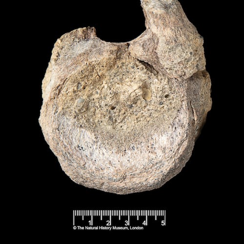 This image provided by the Natural History Museum shows a fossil found in Antarctica that belongs to a group of dinosaurs called titanosaurs. (Natural History Museum via AP)