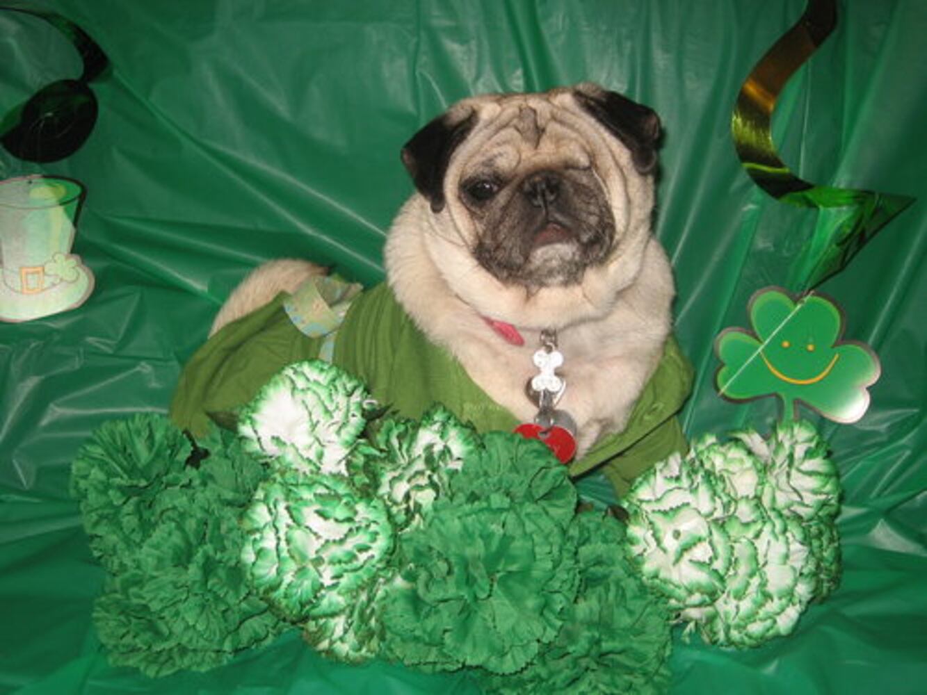 Happy St. PETrick's Day from ajcpets.com!