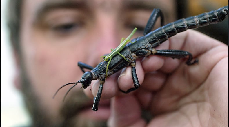 (AUSTRALIA & NEW ZEALAND OUT) The world's rarest insect, the Lord Howe Island Stick insect has been succesfully bred at Melbourne Zoo, bringing it back from the edge of extinction. Seen here is Patrick Honan, the man in charge of the program, the senior invertabrate specialist at the zoo, with a new baby and adult on 21st April, 2005. THE AGE NEWS Picture by SANDY SCHLETEMA. (Photo by Fairfax Media/Fairfax Media via Getty Images)