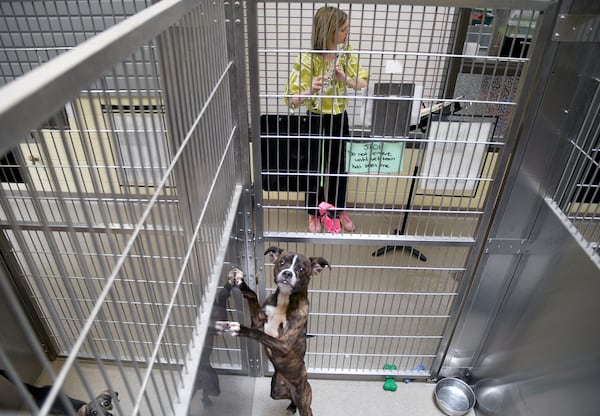 Sarah McDonner, a volunteer for Wild Tunes, which aims to soothe stressed shelter animals with live music, plays the flute at the Denver Animal Shelter, on Friday, May 30, 2025. (AP Photo/Thomas Peipert)