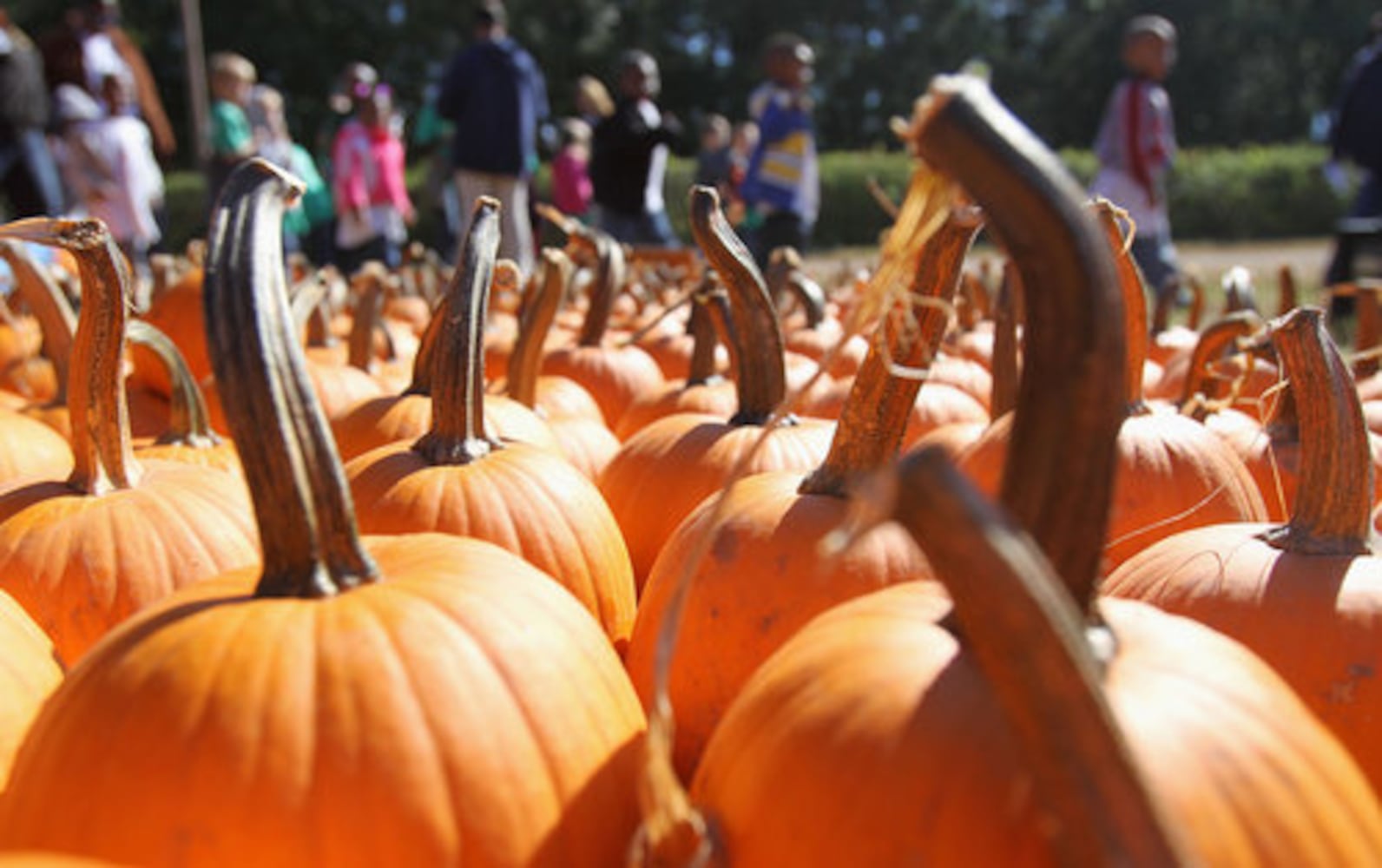 Yule Forest Pumpkin Patch