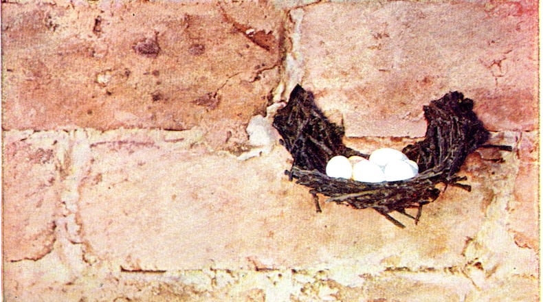 Chimney swift