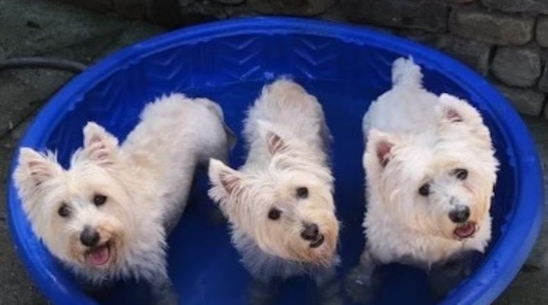 Jack, Bobby and Teddy Linville relax in their Atlanta pool. The West Highland terriers are named for the Kennedy brothers. (Courtesy photo)