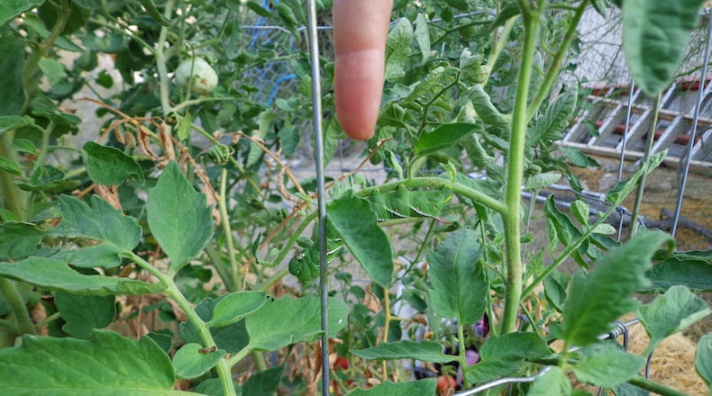 Tomato hornworms are masters of disguise and almost impossible to find on a bit plant. (Maureen Gilmer)