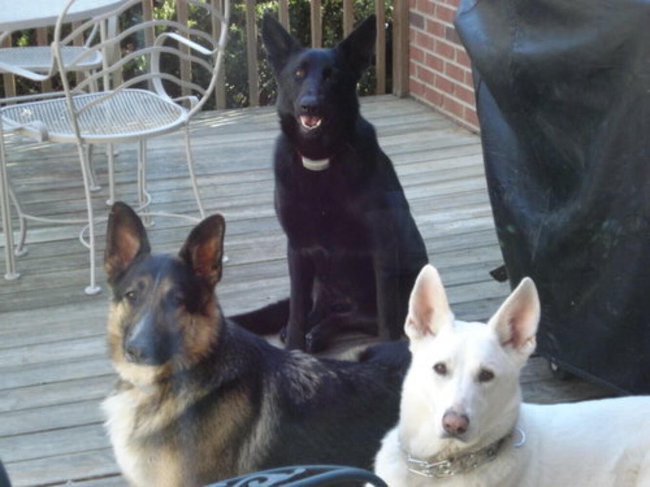 Atlanta's Top Dogs: 3. German Shepherds