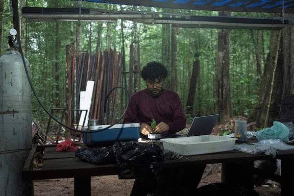 Researcher Joao Paulo analyzes humidity of a tree's leaves as part of the Esecaflor project in the Caxiuana National Forest, Para state, Brazil, Thursday, March 20, 2025. (AP Photo/Jorge Saenz)