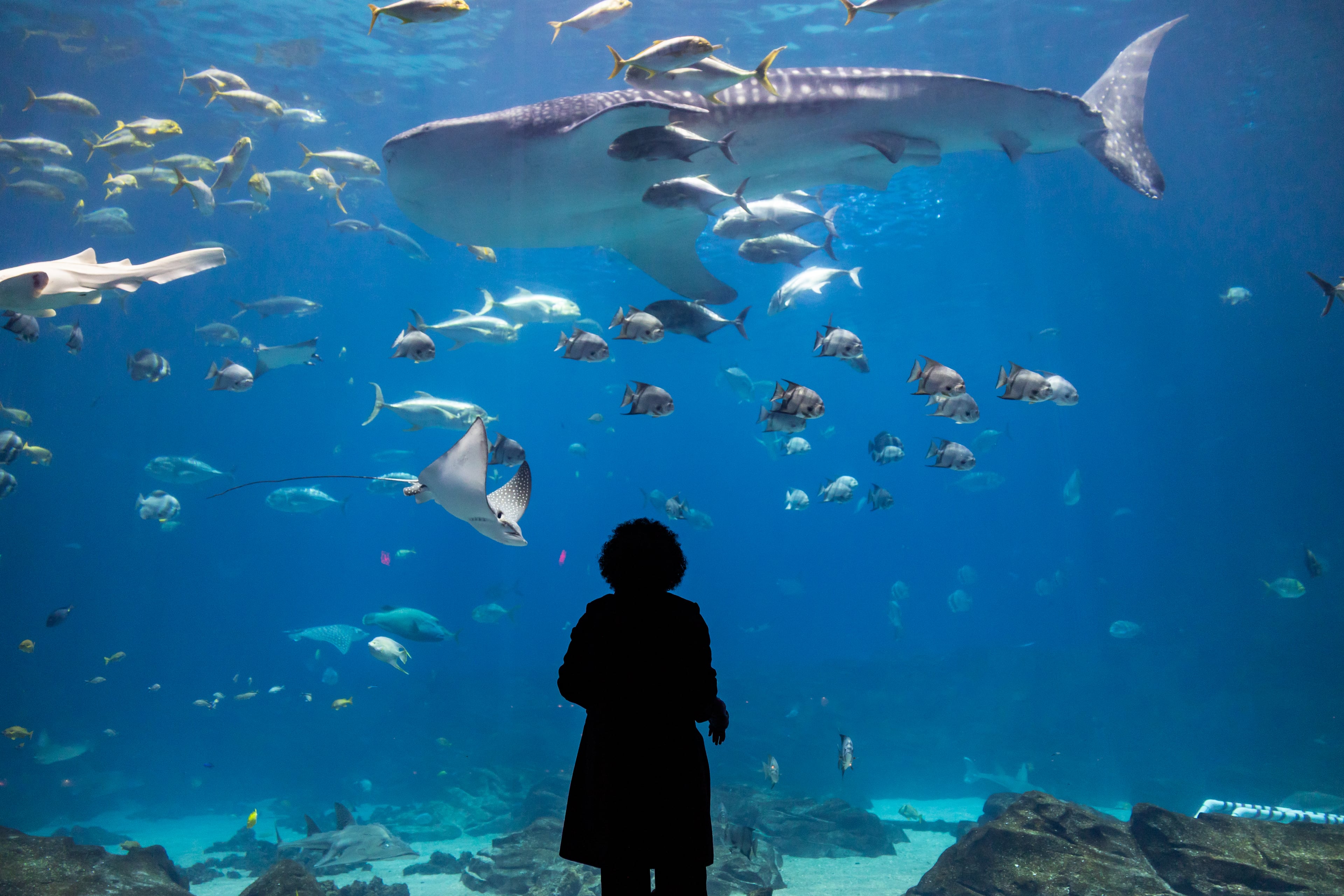 A visitor stands in awe of a giant whale shark at Georgia Aquarium. When aquarium founder Bernie Marcus first saw a whale shark in Japan, he knew he wanted to give Atlantans the same unforgettable experience. (Courtesy of Addison-Hill)