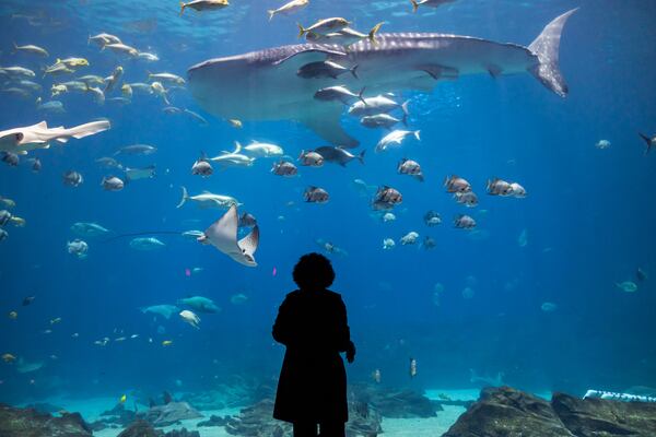 A visitor stands in awe of a giant whale shark at Georgia Aquarium. When aquarium founder Bernie Marcus first saw a whale shark in Japan, he knew he wanted to give Atlantans the same unforgettable experience. (Courtesy of Addison-Hill)