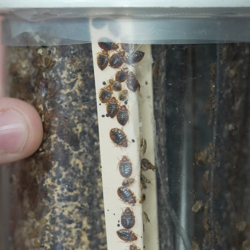 Assistant Professor Christopher Hayes uses the heat of his finger to stimulate a colony of bedbugs in his office at North Carolina State University in Raleigh, N.C., on Monday, Aug. 3, 2026. (AP Photo/Allen G. Breed)