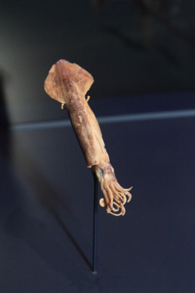 Sea Monsters Revealed: Aquatic Bodies at Georgia Aquarium