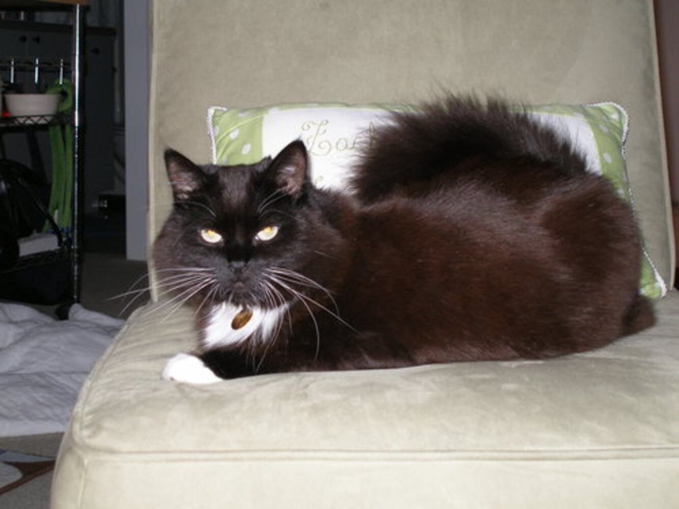 Cats Rule: Atlanta's Pampered Felines