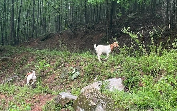 The goats made themselves at home on a stranger's property 14 miles from their pasture. (Gilmer County Sheriff's Office)