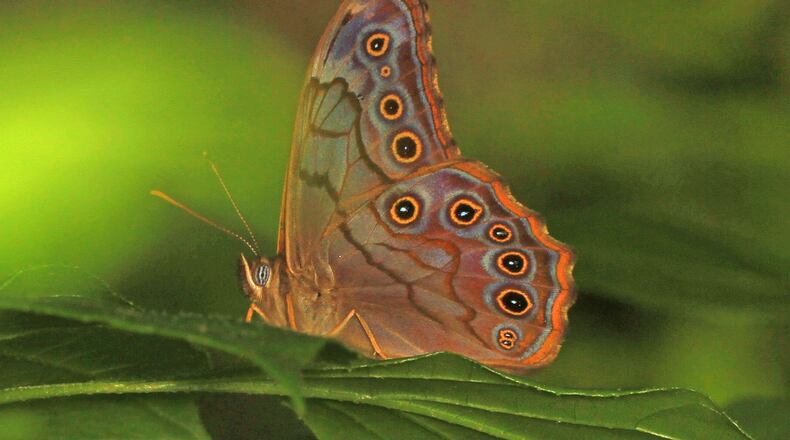 The caterpillar of the creole pearly-eyed butterfly, shown here, eats only river cane, Georgia’s only native bamboo species. JUDY GALLAGHER/CREATIVE COMMONS