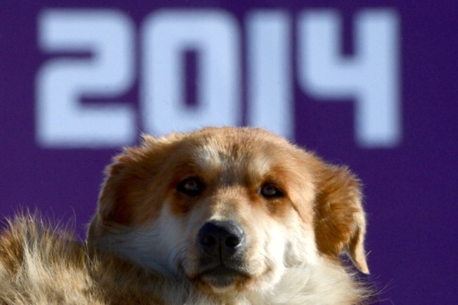 Winter Olympics host city overrun with strays