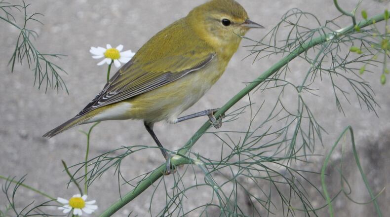 The Tennessee warbler (shown here) is one of the top 10 bird species that die in Georgia from crashing into buildings during spring migration. (Courtesy of Brian Plunkett / Creative Commons)