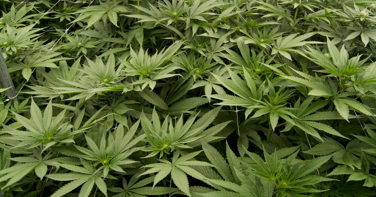 Georgia lawmakers consider changes to state cannabis policy