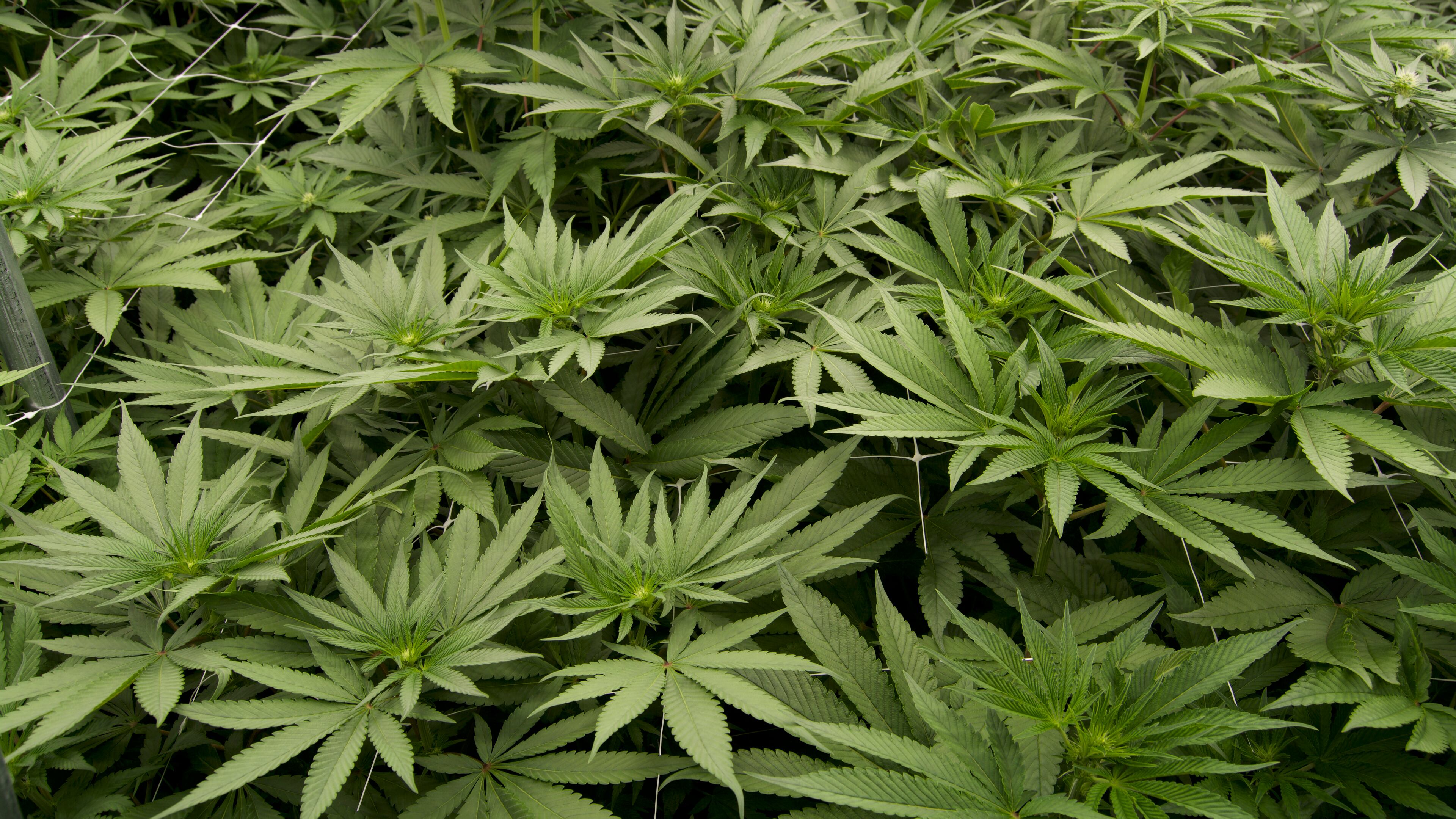 The House Study Committee on Georgia’s Medical Marijuana and Hemp Policies met at the state Capitol on Tuesday to consider ideas for new laws regulating the plants. (FILE)