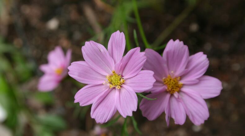 Cosmos is one of the showiest wildflowers used along Georgia highways. Tending a wildflower meadow is no easy chore. PHOTO CREDIT: Walter Reeves