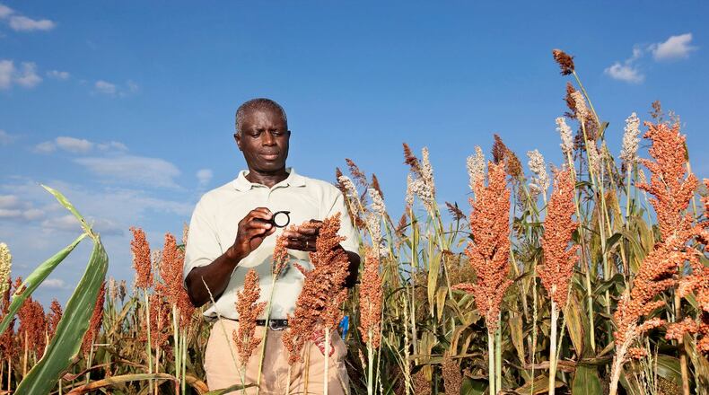 A USDA scientist examines sorghum plants. (USDA photo by Peggy Greb)