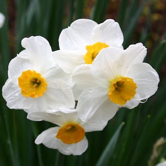 Daffodil bulbs require good soil drainage to thrive. (Courtesy of Walter Reeves 2018)