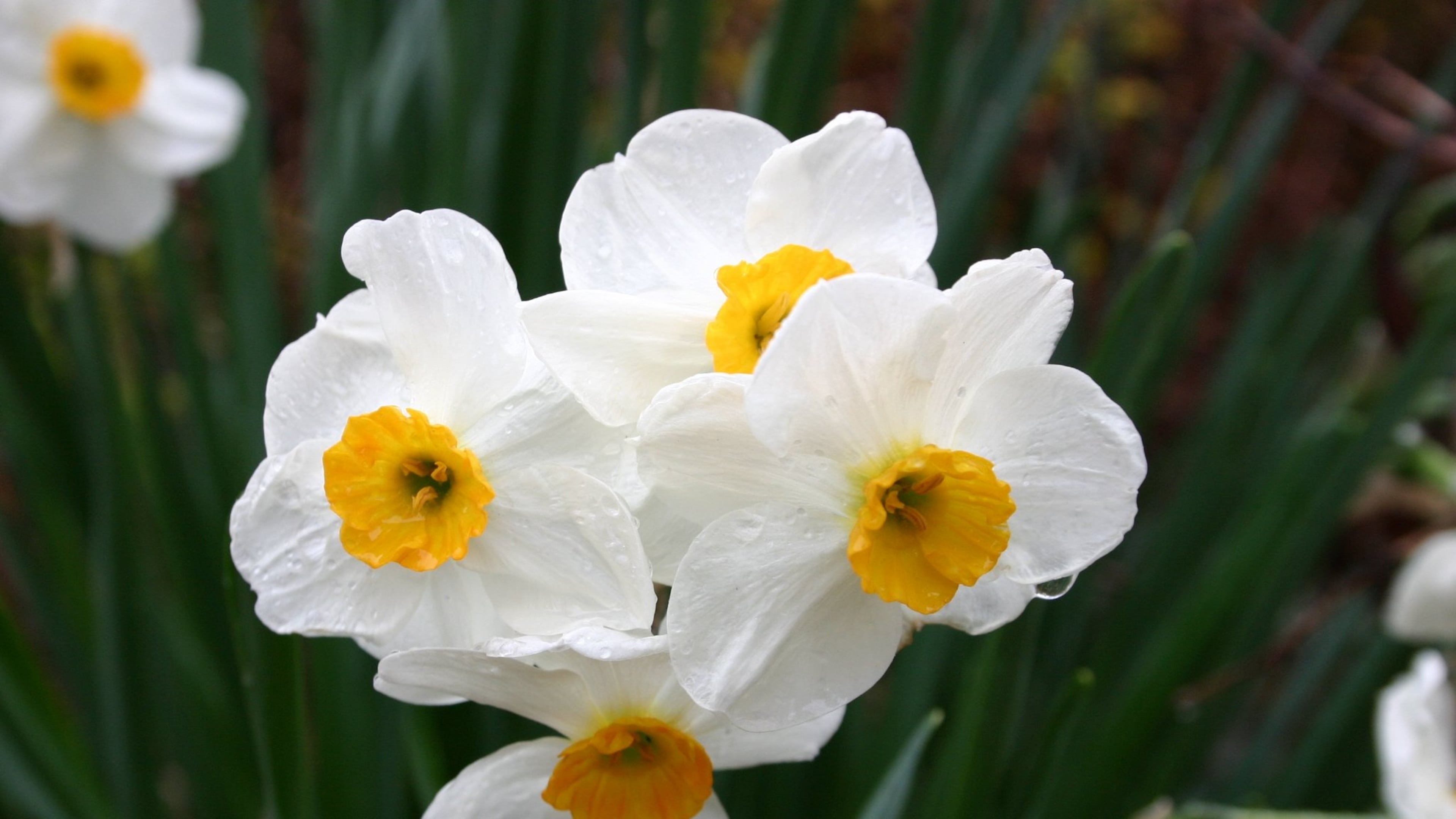 Daffodil bulbs require good soil drainage to thrive. (Courtesy of Walter Reeves 2018)