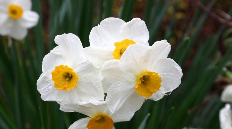 Daffodil bulbs require good soil drainage to thrive. WALTER REEVES