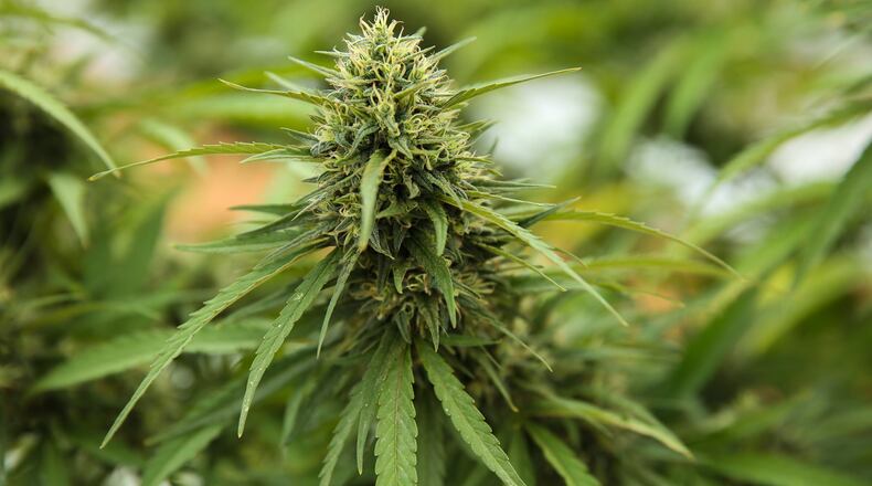 Hemp is being grown legally in a field at the University of Georgia’s Durham Horticulture Farm in Watkinsville, Ga., on Tuesday, Oct. 15, 2019. With the Hemp Farming Act signed earlier this year the university is researching how to grow hemp in Georgia’s climate and whether it will be viable for farmers. (Photo/Austin Steele for the Atlanta Journal-Constitution)