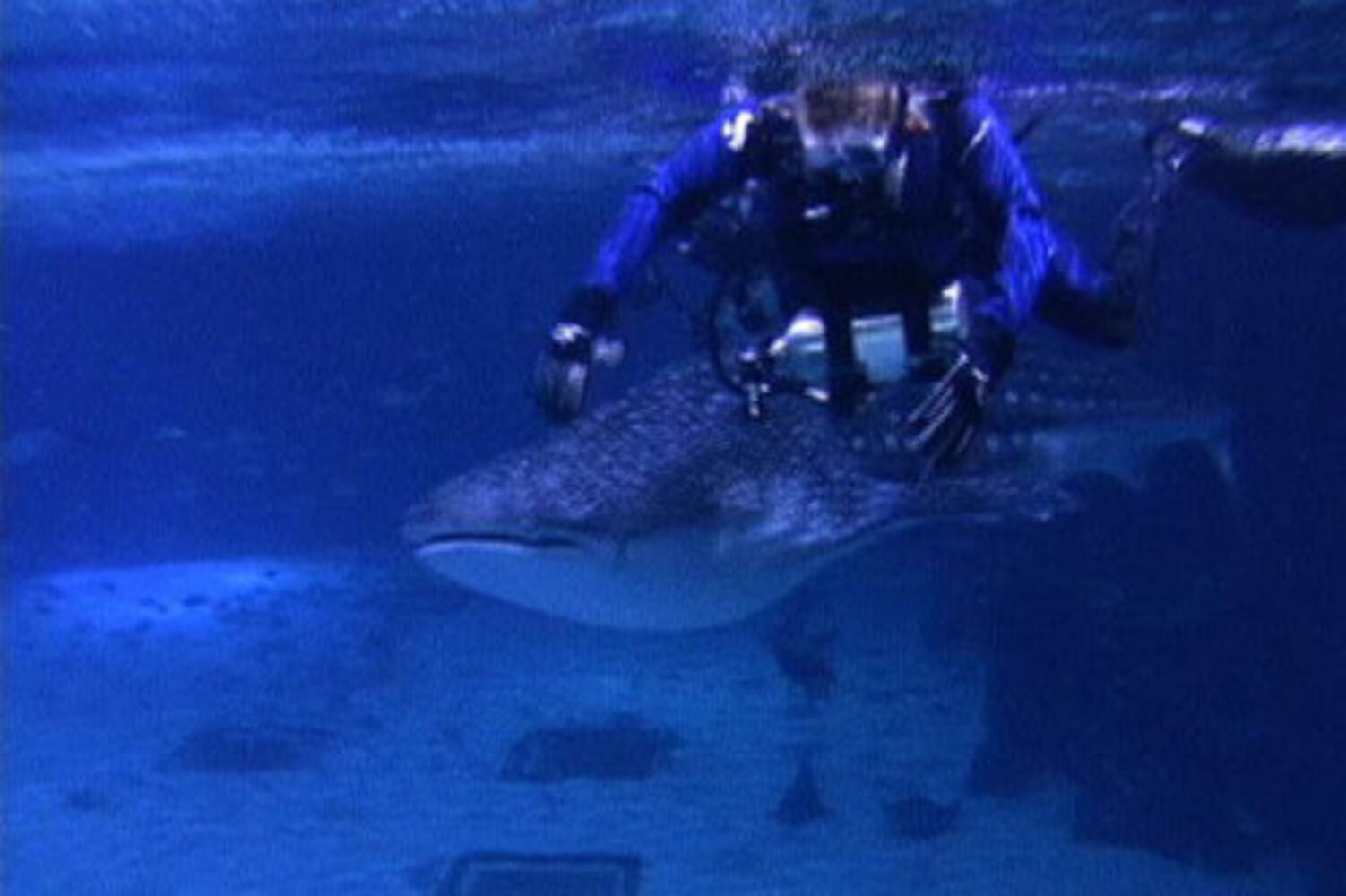 Swimming with the whale sharks