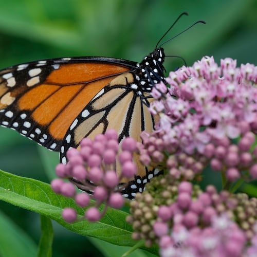 FILE - A monarch butterfly feeds on milkweed, July 15, 2025, in Chicago. (AP Photo/Erin Hooley, file)
