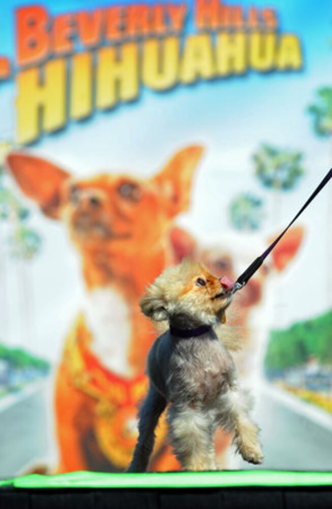 Pooches strut their stuff for Disney movie audition