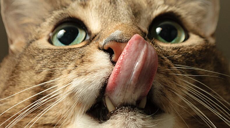 Tabby cat licks lips. (Stock photo)