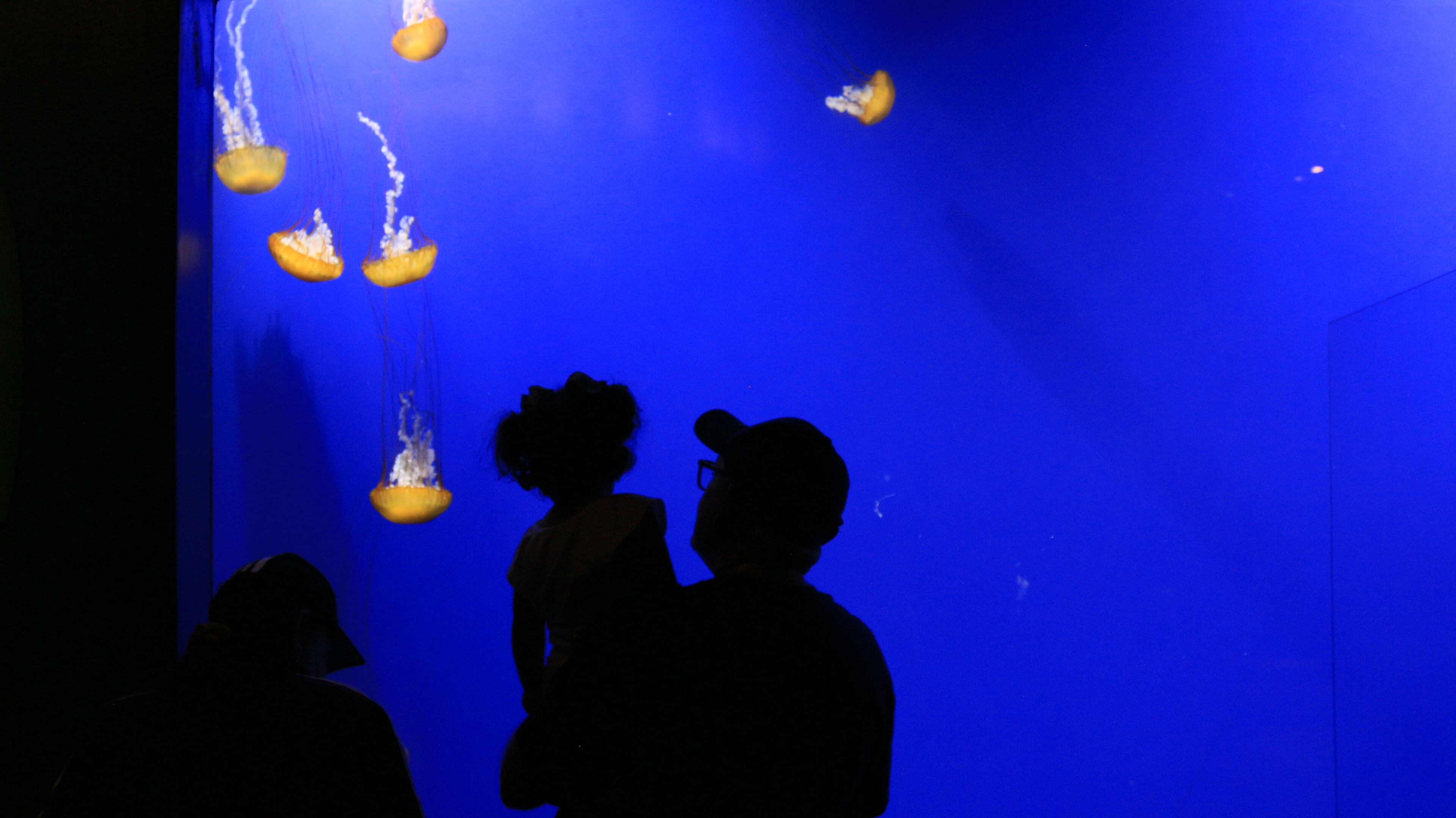 Explore the aquarium after hours at the Georgia Aquarium's special edition of Sips Under the Sea. (Katrina Merto for the AJC)