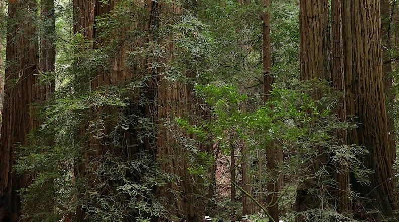 Coastal Redwood trees dwarf visitors at Muir Woods National Monument in California. Several national parks have tweeted about climate change, since the Trump administration ordered the EPA to remove climate change info from its website