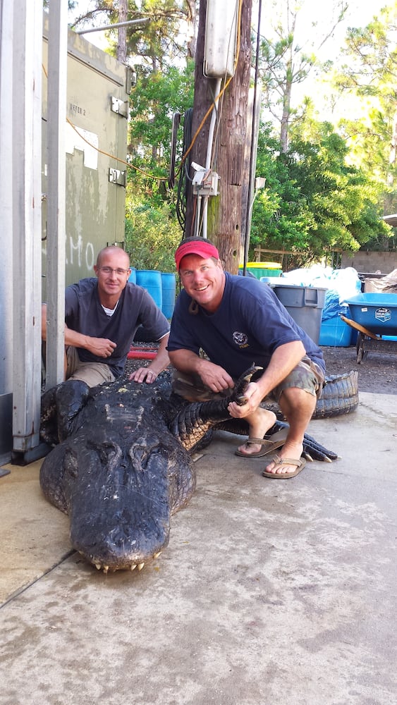 Man captures huge alligator