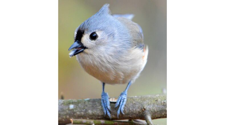 A tufted titmouse works on eating the seed from a sunflower husk held by its feet. (Courtesy of Jocelyn Anderson / Wikipedia Commons)