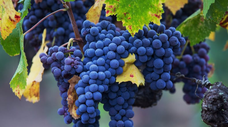 FILE -- San Giovese grapes at Barra Vineyards in Redwood Valley, Calif., Sept. 18, 2015. A compound that may be responsible in part for wine’s health benefits, called resveratrol, is also present in grape juice.