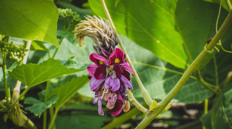 In the late summertime kudzu vines flower small purple blossoms, which can be used to flavor jellies, jams, syrups and more. Credit: Lee Coursey/Flickr/CC BY 2.0