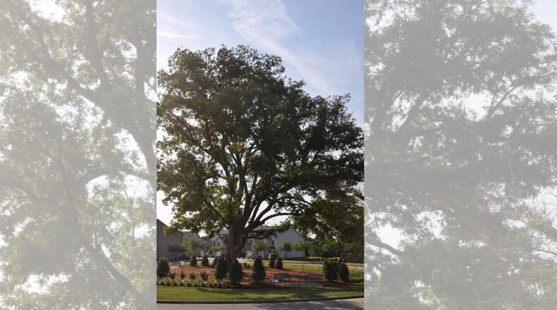 The pecan tree at Mulberry Park in Braselton, once designated the largest pecan tree in Georgia, will be removed soon. (Courtesy Town of Braselton)