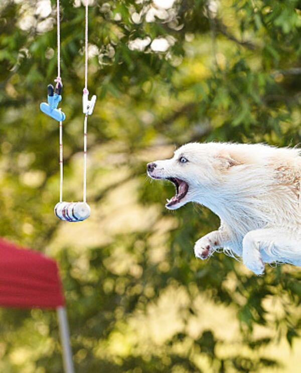 Pets will show off their agility at the Atlanta Pet Expo this weekend at the Gwinnett County Fairgrounds.