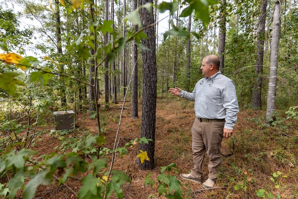 Russ Yeomans shows southern yellow pine trees at his tree farm in Swainsboro on Friday, Sept. 26, 2025. (Arvin Temkar/AJC)