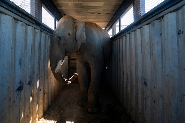 An elephant stands in a transport trailer at the animal refuge Ostok Sanctuary, on the outskirts of Culiacan, Mexico, Monday, May 19, 2025. (AP Photo/Felix Marquez)