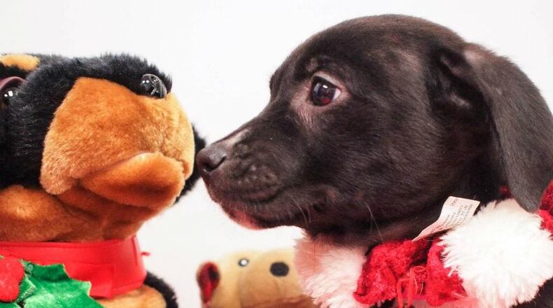 Atlanta Humane Society