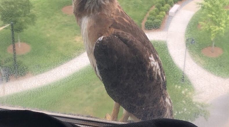 “This hawk is definitely a ‘Community News bird’” wrote Bonnie Rudd of the raptor that visits her every day on the ledge of her Alpharetta Office Park window. “Caught me this time trying to get another photo. I love the company!”
