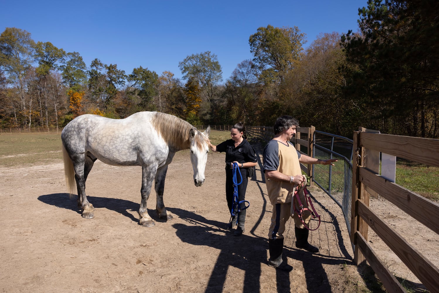 aajc 110625 anx cobb so equine
