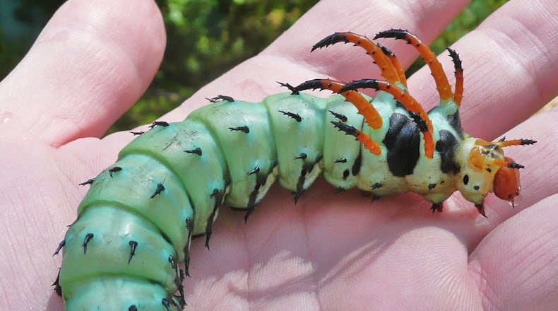 The hickory horned devil, show here, can reach more than 5 inches long and the size of a hot dog, making it Georgia’s biggest caterpillar. In the fall it burrows into the ground to pupate into a royal walnut moth. CONTRIBUTED BY BOB WARRICK/CREATIVE COMMONS