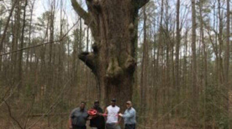 East Point employees measure the Hank Aaron Oak Tree: left to right Andre Moore (Homeland Security Manager), Greg Hart (Parks Administrator), Dominic Maldonado (GIS Coordinator) and Edward J. Hall (Arborist). Courtesy of the city of East Point
